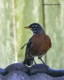 5F1A1390 American Robin .jpg