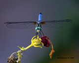 5F1A2096 Blue Dasher .jpg