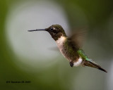 5F1A3248 Ruby-throated Hummingbird .jpg