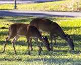 5F1A4029 White-tail Deer . jpg.jpg