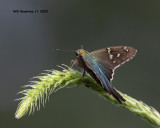 5F1A4114 Long-tailed Skipper .jpg