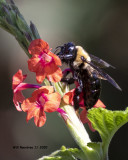 5F1A4131 Eastern Carpenter Bee .jpg