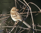 5F1A4672 Sparrow id .jpg