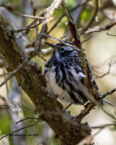 5F1A6884 Black and White Warbler .jpg