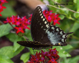 5F1A8510 Spicebush Swallowtail .jpg