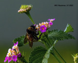 5F1A0805 American Bumble Bee (Bombus pensylvanicus) .jpg