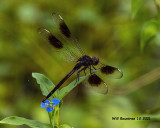 5F1A0921 Four-spotted Pennant .jpg