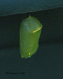 5F1A1837 chrysalis .jpg