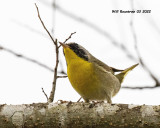 5F1A2520 Common Yellowthroat .jpg