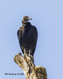 5F1A2645 Black Vulture .jpg