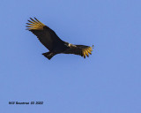 5F1A2649 Black Vulture .jpg