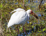 5F1A2688 White Ibis .jpg