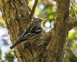 5F1A2902 Black and White Warbler .jpg