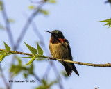 5F1A2959 Ruby-throated Hummingbird .jpg