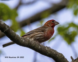 5F1A3139 House Finch  ..jpg