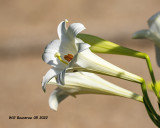 5F1A3233 Easter Lily .jpg
