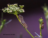5F1A3351 Black Swallowtail (Papilio polyxenes asterius) .jpg