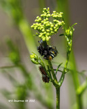 5F1A3399 Black Swallowtail (Papilio polyxenes asterius) .jpg