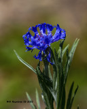 5F1A3402 Blue flower .jpg