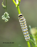 5F1A3479 Black Swallowtail larva .jpg