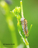 5F1A3481 Black Swallowtail larva .jpg