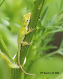 5F1A3516 Green Anole on parsley .jpg