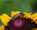 5F1A3703 tiny bee .jpg