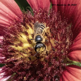 5F1A3851 Furrow Bees (Halictus) .jpg