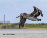 5F1A4524 Brown Pelican .jpg