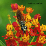 5F1A4554 Great Golden Digger Wasp (Sphex ichneumoneus) .jpg
