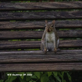 5F1A4740 squirrel .jpg