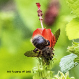 5F1A4825  Strands Carpenter Bee (Xylocopa strandi) .jpg