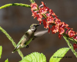 5F1A4975 Ruby-throated Hummingbird .jpg