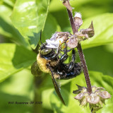 5F1A5383  Eastern Carpenter Bee (Xylocopa virginica) .jpg