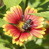 5F1A5376  Furrow Bees (Halictus) .jpg