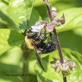 5F1A5383 Eastern Carpenter bee .jpg