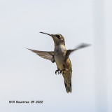 5F1A5513 Ruby-throated Hummingbird jpg.jpg