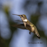 5F1A5613 Ruby-throated Hummingbird .jpg