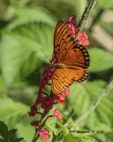 5F1A5876 Gulf Fritillary jpg.jpg