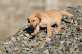 Kreto, a 7-week old male Labrador puppy.

Shooting info - Bued River, Rosario, La Union, Philippines, February 10, 2020, EOS 5D MIII + EF 400 f/4 DO II,
400 mm, f/5.6, ISO 200, 1/1250 sec, manu