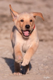 KRETO, an 8-week old male Labrador puppy.
Shooting info - Bued River, Rosario, La Union, Philippines, February 12, 2020, Sony RX10 Mark IV, 600 mm equiv., f/4, ISO 200, 1/2500 sec,
continuous focus, manual exposure in available light, hand held, uncropped full frame resized to 1500 x 1000.