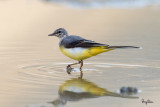 Grey Wagtail (Motacilla cinerea, migrant)
Habitat - Streams and forest roads at all elevations.
Shooting info - Bued River, Rosario, La Union, Philippines, April 7, 2020, Canon 7D II + EF 400 f/4 DO II + EF 1.4x TC III,
560 mm, f/5.6, ISO 640, 1/400 sec, manual exposure in available light, hand held, near full frame resized to 1500 x 1000.