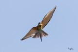 Blue-tailed Bee-eater (Merops philippinus, resident)
Habitat - Open country usually associated with water along rivers, marshes and ricefields.
Shooting info - Bued River, Rosario, La Union, Philippines, April 7, 2020, Canon 7D II + EF 400 f/4 DO II,
400 mm, f/5.0, ISO 400, 1/2000 sec, manual exposure in available light, hand held, major crop resized to 1500 x 1000.