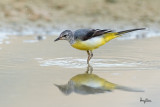 Grey Wagtail (Motacilla cinerea, migrant)
Habitat - Streams and forest roads at all elevations.
Shooting info - Bued River, Rosario, La Union, Philippines, April 7, 2020, Canon 7D II + EF 400 f/4 DO II + EF 1.4x TC III,
560 mm, f/5.6, ISO 640, 1/400 sec, manual exposure in available light, hand held, near full frame resized to 1500 x 1000.