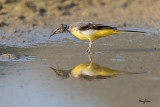 Grey Wagtail (Motacilla cinerea, migrant)
Habitat - Streams and forest roads at all elevations.
Shooting info - Bued River, Rosario, La Union, Philippines, April 10, 2020, Canon 7D II + EF 400 f/4 DO II + EF 1.4x TC III,
560 mm, f/5.6, ISO 400, 1/640 sec, manual exposure in available light, hand held, near full frame resized to 1500 x 1000.
