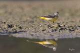 Grey Wagtail (Motacilla cinerea, migrant)
Habitat - Streams and forest roads at all elevations.
Shooting info - Bued River, Rosario, La Union, Philippines, April 10, 2020, Canon 7D II + EF 400 f/4 DO II + EF 1.4x TC III,
560 mm, f/5.6, ISO 400, 1/1000 sec, manual exposure in available light, bean bag on the ground, uncropped full frame resized to 1500 x 1000.