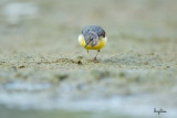 Grey Wagtail (Motacilla cinerea, migrant)
Habitat - Streams and forest roads at all elevations.
Shooting info - Bued River, Rosario, La Union, Philippines, April 12, 2020, Canon 5D III + EF 400 f/2.8 IS + EF 2x TC III,
800 mm, f/5.6, ISO 1600, 1/640 sec, manual exposure in available light, bean bag on the ground, major crop resized to 1500 x 1000.