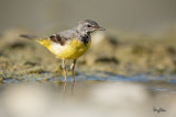 Grey Wagtail (Motacilla cinerea, migrant)
Habitat - Streams and forest roads at all elevations.
Shooting info - Bued River, Rosario, La Union, Philippines, April 16, 2020, Canon 5D III + EF 400 f/2.8 IS + EF 2x TC III,
800 mm, f/5.6, ISO 320, 1/1000 sec, manual exposure in available light, bean bag on the ground, near full frame resized to 1500 x 1000.
