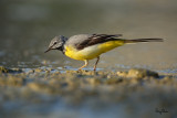The Grey Wagtail's throat has turned black!