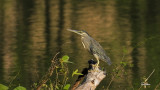 Little Heron (Butorides striatus, resident/migrant)
Habitat - Exposed coral reefs, tidal flats, mangroves, fishponds and streams.
Shooting Info - FRAME GRAB from 4K/29.97p footage, recorded in habitat at Maambal, Pangasinan, Philippines on January 9, 2021,
Nikon Coolpix P1000, fluid head + tripod + Kenko Realpro ND8 filter, manual focus, manual exposure in available light, 3000 mm, f/8, ISO 125, processed to 1920 x 1080.
4K video footage